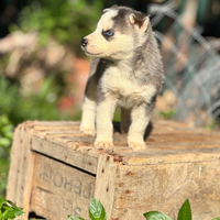 Cuccioli Siberian Husky