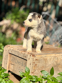 Cuccioli Siberian Husky