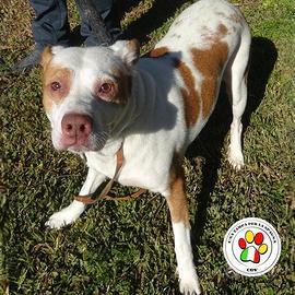 ZOIA quel musino speranzoso