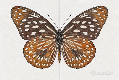 farfalla 