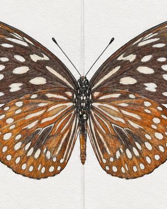 farfalla 