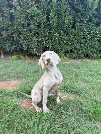 Cuccioli weimaraner