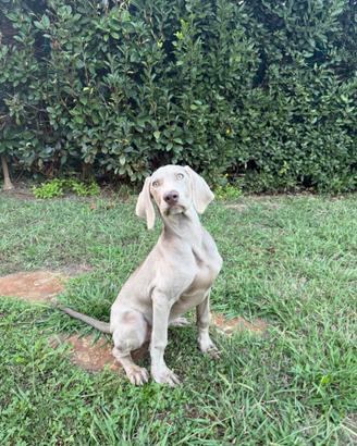 Cuccioli weimaraner