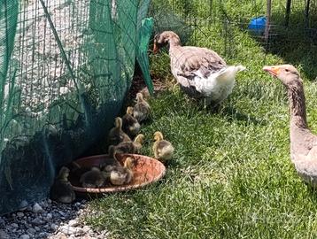 Ochette disponibili da subito