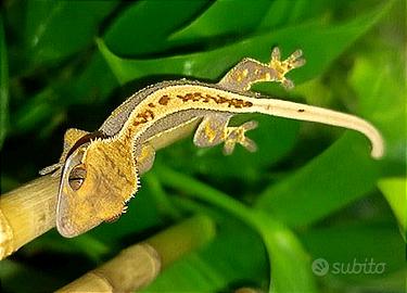 Baby geco Ciliatus, teca, insetti