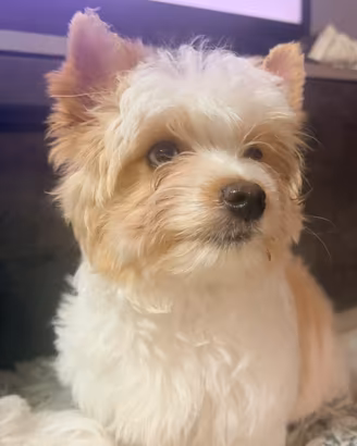 Yorkshire biwer golddust con pedigree