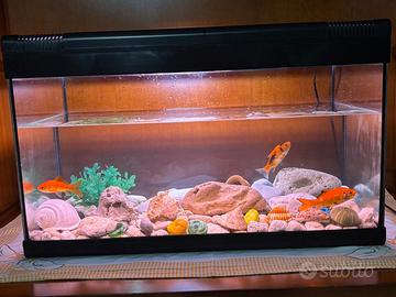 acquario 60 L