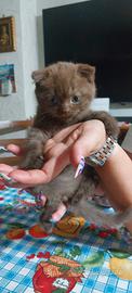 Scottish fold cioccolet