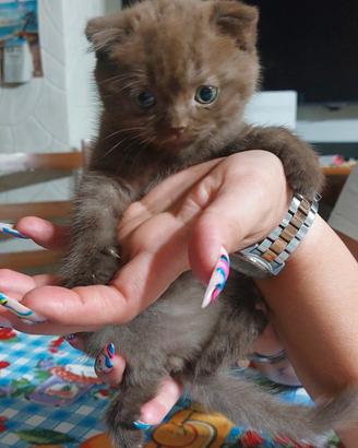 Scottish fold cioccolet