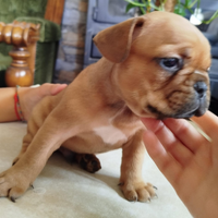 Bulldog francese esotico