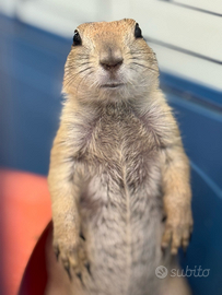 Cani della prateria baby