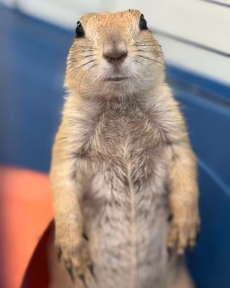 Cani della prateria baby