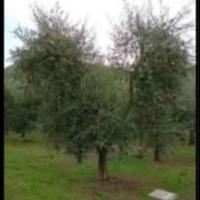 Se avete bisogna di raccogliere ollive