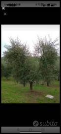 Se avete bisogna di raccogliere ollive