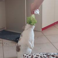 Aiuto per questo adorabile conigliettto