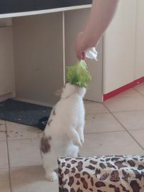 Aiuto per questo adorabile conigliettto