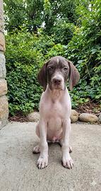 Pointer maschio