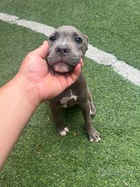 Cucciolo pitbull blue