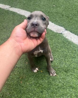 Cucciolo pitbull blue