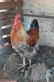 Gallo
