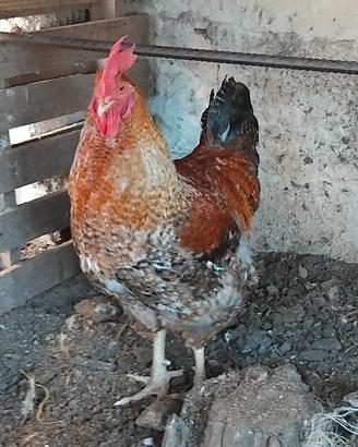 Gallo