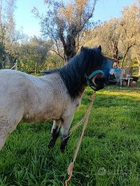 Pony