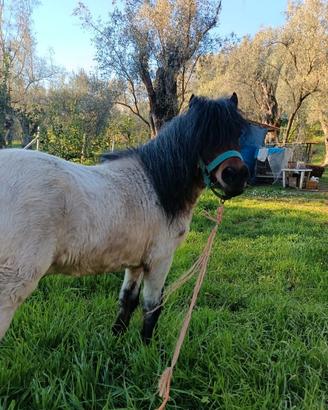 Pony