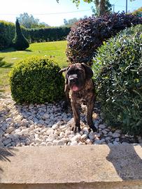 Cuccioli di cane corso