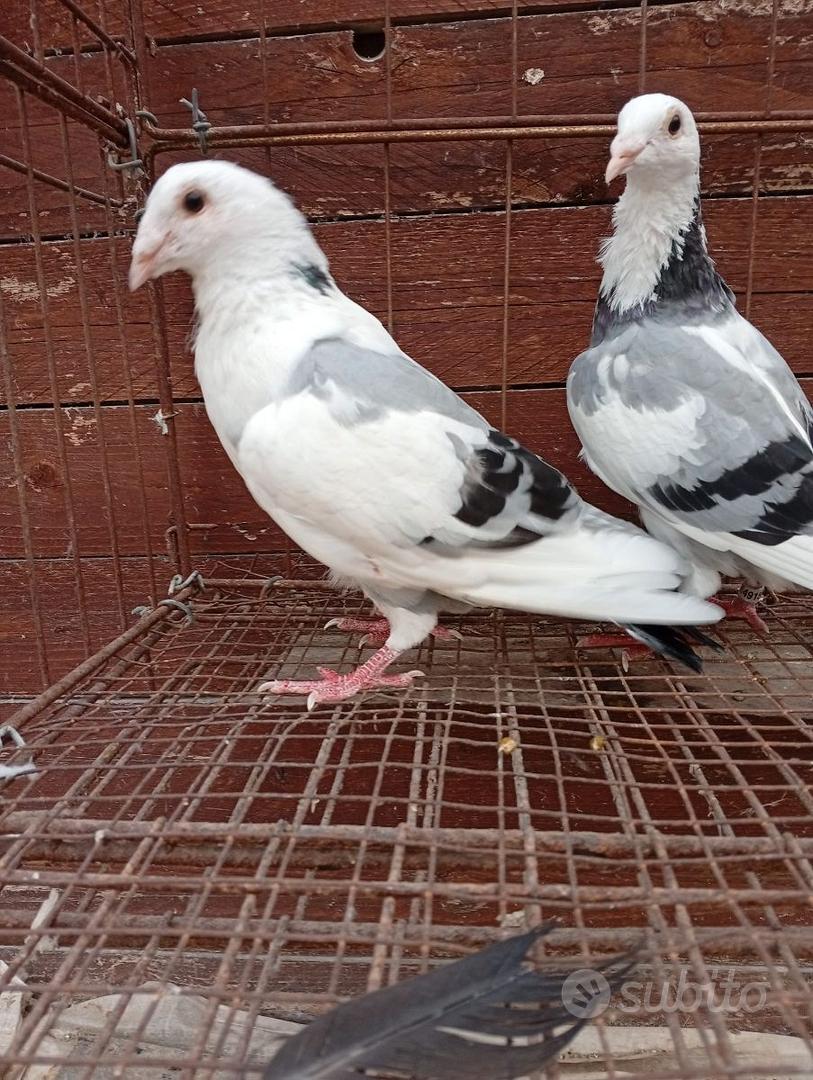 Colombi viaggiatori vecchio stile - Animali In vendita a Agrigento