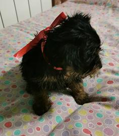 Yorkshire cuccioli 3274283291