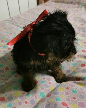 Yorkshire cuccioli 3274283291