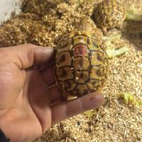 Tartarughe di terra hermanni isabella -leucistiche