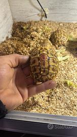 Tartarughe di terra hermanni isabella -leucistiche