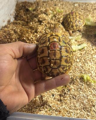 Tartarughe di terra hermanni isabella -leucistiche