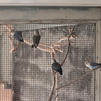 Inseparabili roseicollis