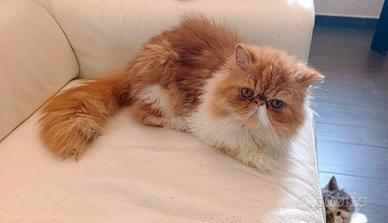 Gatto persiano
