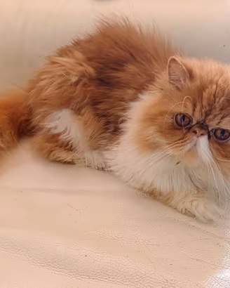 Gatto persiano