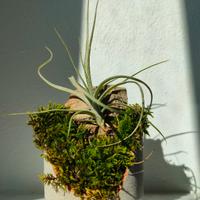 Tilladsia composizione in vaso di terracotta