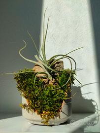 Tilladsia composizione in vaso di terracotta