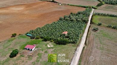 Terreno agricolo di 4 ettari con uliveto