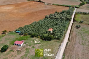 Terreno agricolo di 4 ettari con uliveto