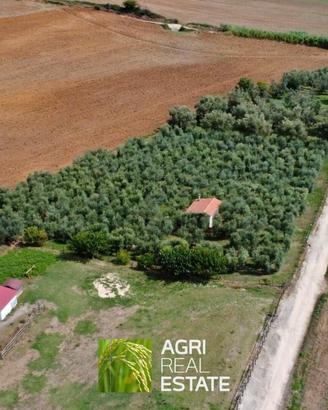 Terreno agricolo di 4 ettari con uliveto