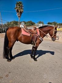Cavallo castrone