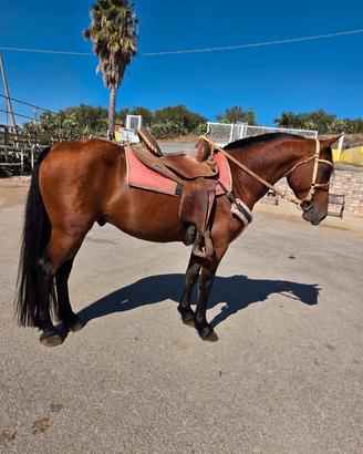 Cavallo castrone