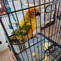 Conuro del sole compresa gabbia nuova e il pappaga
