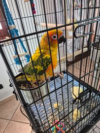 Conuro del sole compresa gabbia nuova e il pappaga