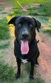 Un cucciolone taglia grande in adozione