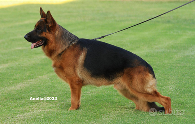 Cucciole Pastore tedesco