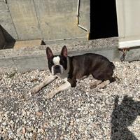 Boston Terrier