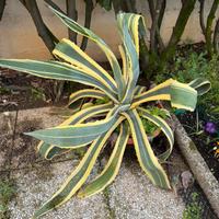 Agave americana marginata